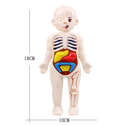 14 Pcs Children DIY Human Organ Model Educational Toy