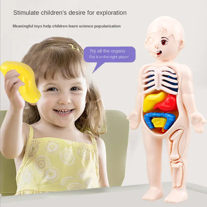 14 Pcs Children DIY Human Organ Model Educational Toy